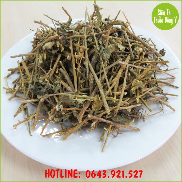 Cà gai leo trị bệnh Cà gai leo trị bệnh