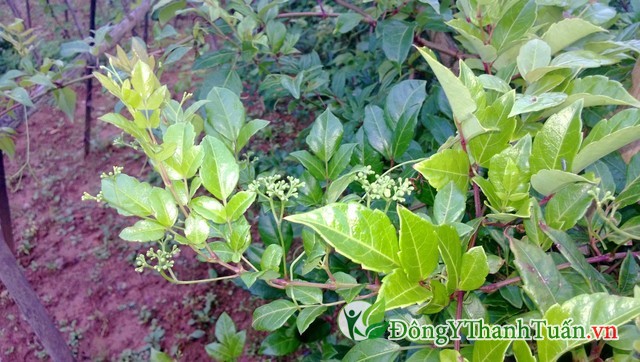 Nơi trồng chè dây sapa Nơi trồng chè dây sapa