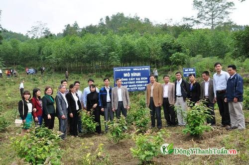 Mô hình trồng cây xạ đen Mô hình trồng cây xạ đen