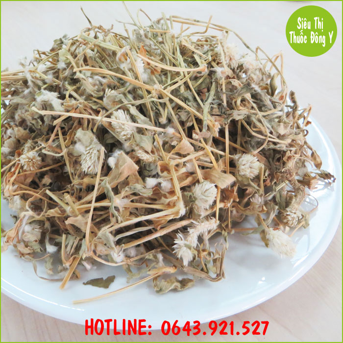 Cây nở ngày đất Cây nở ngày đất