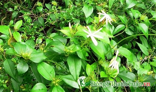 Chè vằng Quảng Trị Chè vằng Quảng Trị
