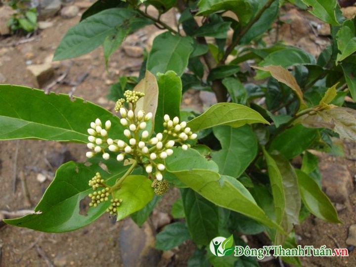 Hình ảnh cây xạ đen Hình ảnh cây xạ đen