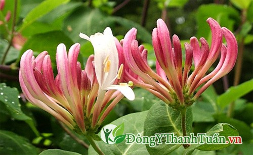 Hoa kim ngân mát gan giải độc Hoa kim ngân mát gan giải độc