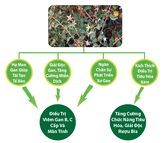 Tác dụng của cây cà gai leo Tác dụng của cây cà gai leo