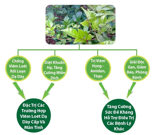 Tác dụng của chè dây Sapa Tác dụng của chè dây Sapa