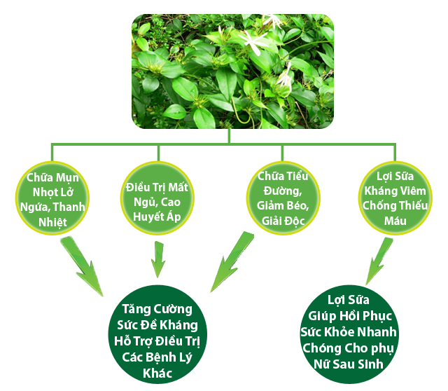 Tác dụng của cây chè vằng Quảng Trị Tác dụng của cây chè vằng Quảng Trị