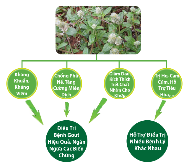 Tác dụng của cây nở ngày đất Tác dụng của cây nở ngày đất