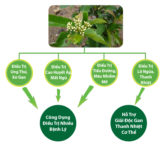 Tác dụng của cây xạ đen Tác dụng của cây xạ đen