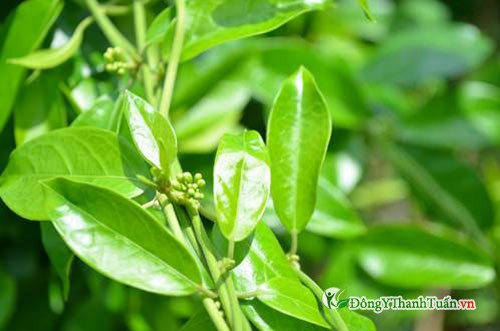 Tác dụng của chè dây sapa Tác dụng của chè dây sapa