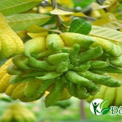 Bất ngờ với cách chữa đau dạ dày hiệu quả từ phật thủ