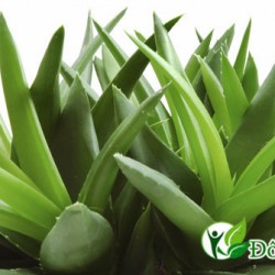 Cách chữa đau dạ dày đơn giản từ thiên nhiên