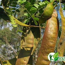 Cách chữa viêm chân răng với bồ kết