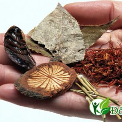 Cách chữa viêm lợi bằng thuốc nam hiệu quả nhất