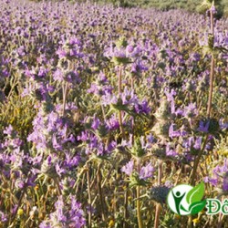 Cách chữa viêm lợi nhanh từ cây é