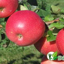 6 bài thuốc chữa viêm chân răng hiệu quả nhanh chóng