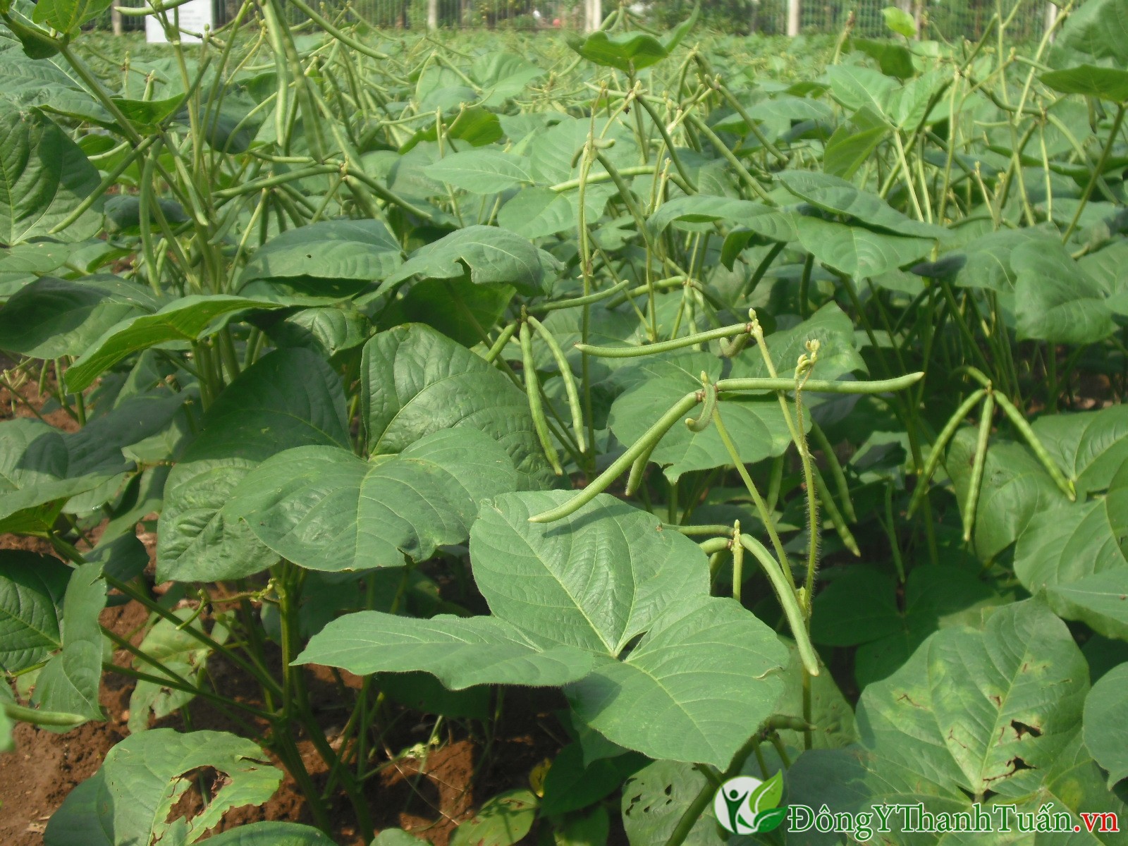 Cách chữa hôi miệng hiệu quả từ thiên nhiên bằng lá đậu xanh