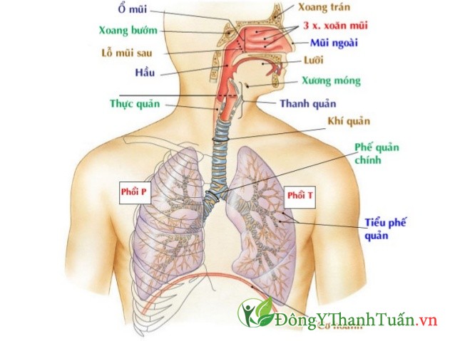 Trị bệnh viêm mũi dị ứng dứt điểm là rất quan trọng cho hệ hô hấp