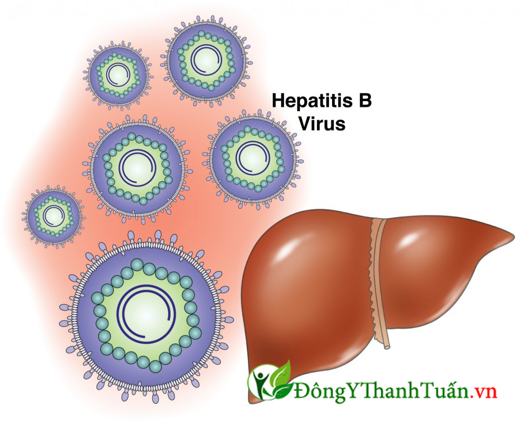 Virus viêm gan B là nguyên nhân gây ung thư gan hàng đầu