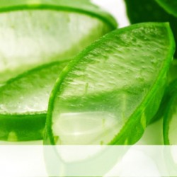 6 cây thuốc trị gan nhiễm mỡ có công hiệu thần kỳ
