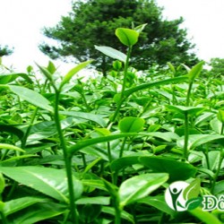 Bài Thuốc Chữa Đau Răng Nhanh Khỏi Từ Đông Y
