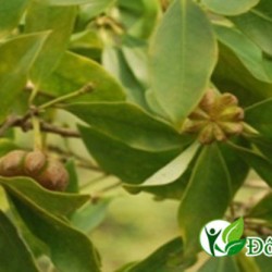 Bất ngờ với vị thuốc chữa đau răng hiệu quả