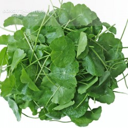 Các loại lá cây uống mát gan bạn không nên bỏ qua