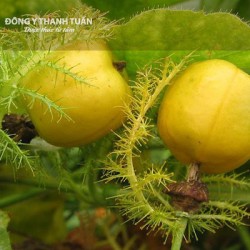 Cách chữa mất ngủ về đêm từ thiên nhiên