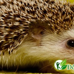 Cách dùng dạ dày nhím chữa bệnh đau dạ dày