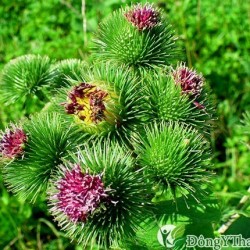 Cảm nhận ngay 3 bài thuốc chữa đau dạ dày hiệu quả