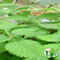 Chia sẻ 3 bài thuốc chữa bệnh viêm xoang thần tốc