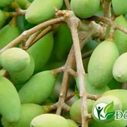 Chữa Đau Răng Nhanh Khỏi Với Cây Thuốc Nam