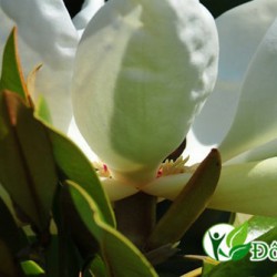 Công Bố Vị Thuốc Chữa Đau Răng Hiệu Quả Nhất Từ Trước Đến Nay