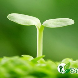 Hành trình chữa khỏi bệnh viêm lợi sau hơn 10 năm điều trị