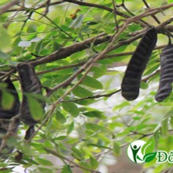 Hé Lộ Cách Chữa Đau Răng Hiệu Quả Nhất