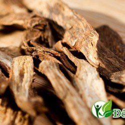 Hiệu quả với cách chữa bệnh nha chu bằng thuốc Nam