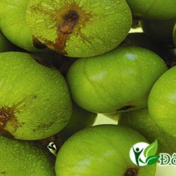 HƯỚNG DẪN CÁCH DÙNG QUẢ SUNG CHỮA BỆNH DẠ DÀY