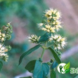 Khám phá cách chữa đau dạ dày tại nhà từ thảo mộc thiên nhiên