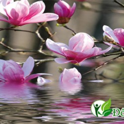 Mách bạn 3 bài thuốc chữa viêm xoang hiệu quả nhất