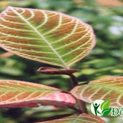 3 cách chữa viêm loét dạ dày đơn giản