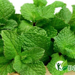 THỬ NGHIỆM 3 BÀI THUỐC CHỮA ĐAU DẠ DÀY TẠI NHÀ