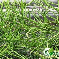 Ứng dụng bài thuốc chữa viêm xoang mãn tính từ cây giao