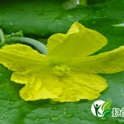 Top 3 cách chữa đau dạ dày tại nhà siêu đơn giản