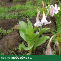 Uống Trinh Nữ Hoàng Cung Có Tác Dụng Gì? Uống Trinh Nữ Hoàng Cung Có Nóng Không?