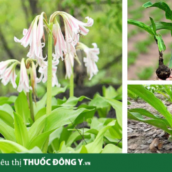 Uống Trinh Nữ Hoàng Cung có tác dụng gì?