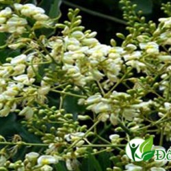 Vị Thuốc Chữa Đau Răng Nhanh Khỏi